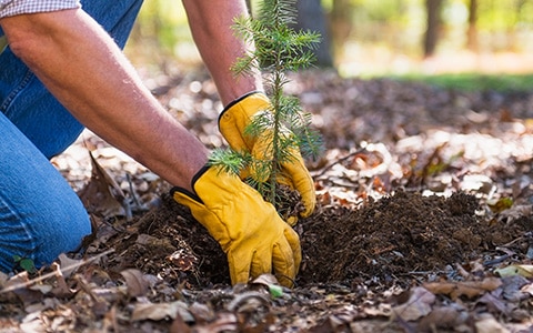 Person wearing yellow gloves planting a tree.